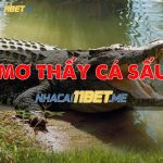 Nằm mơ thấy cá sấu là điềm may hay rủi? Đánh con gì? ca-sau