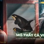 Nằm mơ thấy cá voi là điềm báo lành? Giải mã số đề chuẩn mo-thay-ca-voi