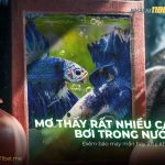mo-thay-rat-nhieu-ca-boi-trong-nuoc