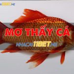 Nằm mơ thấy cá là điềm báo lành hay dữ và con số may mắn thay-ca