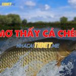 Nằm mơ thấy cá chép tốt hay xấu và con số liên quan thay-ca-chep