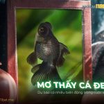 Nằm mơ thấy cá đen là điềm báo gì? Giải mã đánh con gì chuẩn thumb-mo-thay-ca-den