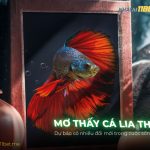 Nằm mơ thấy cá lia thia là điềm báo gì? Giải mã số đề chuẩn thumb-mo-thay-ca-lia-thia