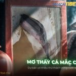 Nằm mơ thấy cá mắc cạn là điềm báo gì? Giải mã số đề chuẩn thumb-mo-thay-ca-mac-can