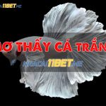 Nằm mơ thấy cá trắng tốt hay xấu? Những con số liên quan thumb-mo-thay-ca-trang