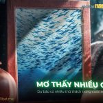 Nằm mơ thấy nhiều cá là điềm báo gì? Giải mã số đề chuẩn thumb-mo-thay-nhieu-ca